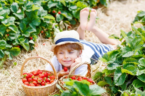 Χαρούμενο Αξιολάτρευτο Αγοράκι Που Μαζεύει Και Τρώει Φράουλες Βιολογική Φάρμα — Φωτογραφία Αρχείου