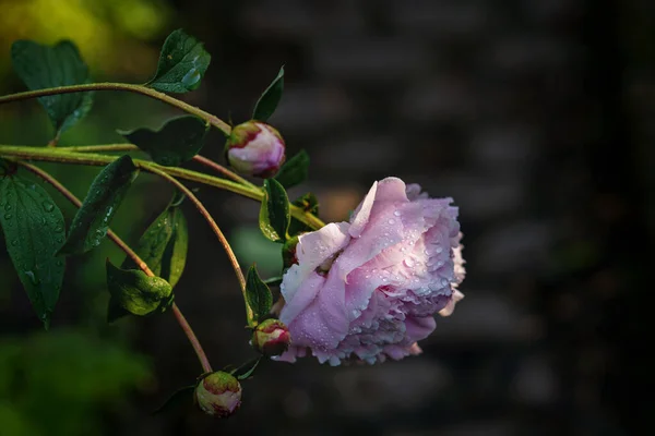 Pivoňka Paeonia Suffruticosa Pivoňka Bahenní Květ Těsně Před Kvetením — Stock fotografie