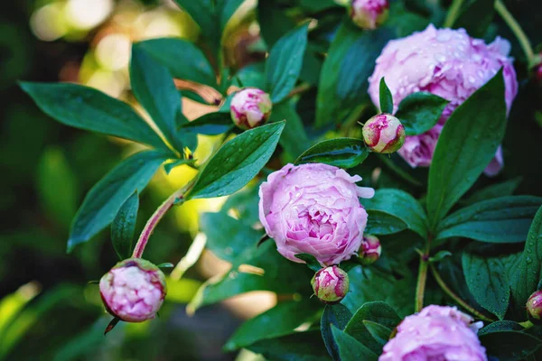 Pivoňka Paeonia Suffruticosa Pivoňka Bahenní Květ Těsně Před Kvetením — Stock fotografie