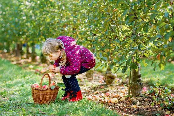 Kleines Vorschulmädchen Bunten Kleidern Mit Korb Voller Roter Äpfel Bio — Stockfoto