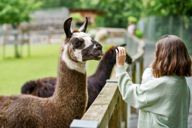 Avrupalı kız tüylü alpakaları besliyor. Mutlu heyecanlı çocuk vahşi yaşam parkında guanaco besliyor. Tatil ya da hafta sonu için aile eğlencesi ve etkinliği.