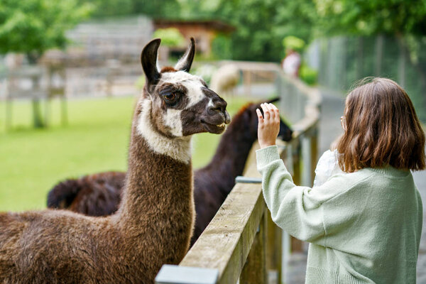 School european girl feeding fluffy furry alpacas lama. Happy excited child feeds guanaco in a wildlife park. Family leisure and activity for vacations or weekend.