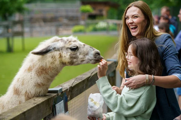 Escola Menina Europeia Mulher Alimentando Alpacas Peludos Macios Lama Criança — Fotografia de Stock