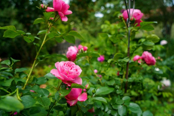 Bunte Schöne Zarte Rosen Garten Blühende Blumen Sommer — Stockfoto
