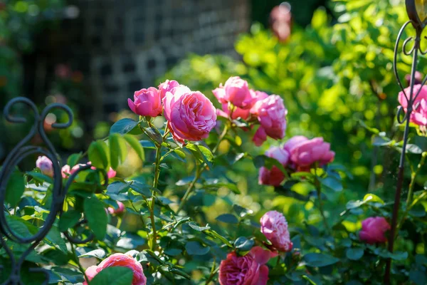 Rosa Colorida Bonita Delicada Jardim Flores Florescentes Verão — Fotografia de Stock