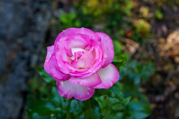 Rosa Colorata Bella Delicata Giardino Fiori Fiore Estate — Foto Stock