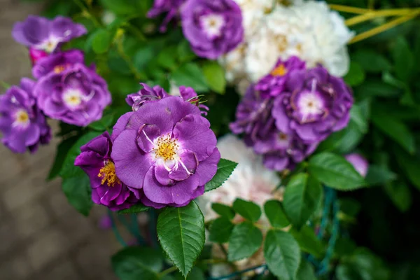 Rose Colorée Belle Délicate Dans Jardin Fleurs Florissantes Été — Photo