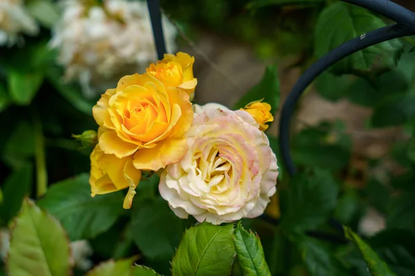 Färgglad Vacker Delikat Ros Trädgården Blommande Blommor Sommaren — Stockfoto