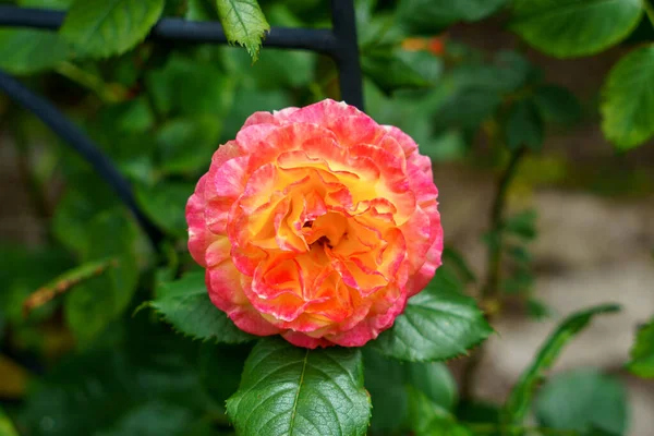 Rosa Colorida Hermosa Delicada Jardín Flores Florecientes Verano —  Fotos de Stock