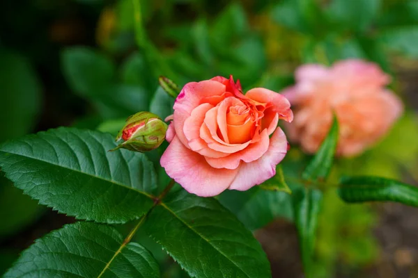 Rosa Colorida Hermosa Delicada Jardín Flores Florecientes Verano —  Fotos de Stock