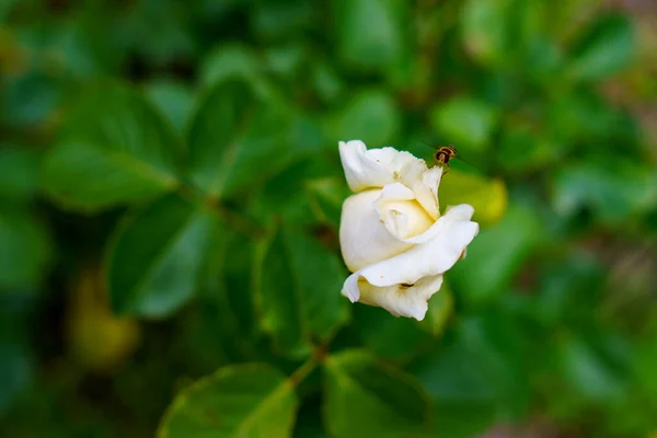 Rosa Colorata Bella Delicata Giardino Fiori Fiore Estate — Foto Stock