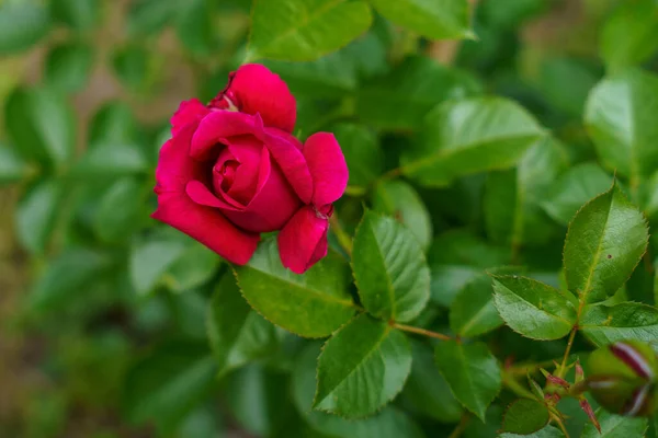 Rosa Colorida Hermosa Delicada Jardín Flores Florecientes Verano —  Fotos de Stock