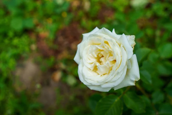 Barevná Krásná Jemná Růže Zahradě Kvetoucí Květiny Létě — Stock fotografie