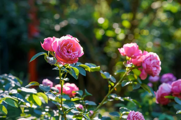 Färgglad Vacker Delikat Ros Trädgården Blommande Blommor Sommaren — Stockfoto