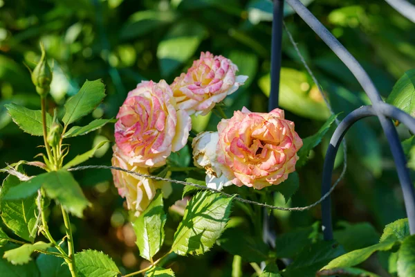Rosa Colorida Hermosa Delicada Jardín Flores Florecientes Verano — Foto de Stock