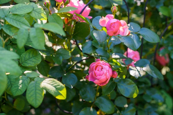 Rosa Colorata Bella Delicata Giardino Fiori Fiore Estate — Foto Stock