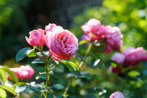 Rosa Colorida Bonita Delicada Jardim Flores Florescentes Verão — Fotografia de Stock