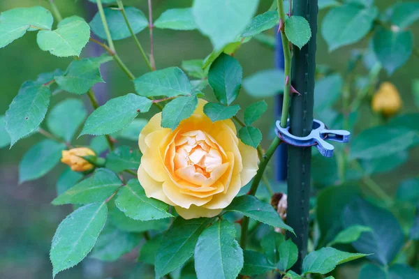 Bunte Schöne Zarte Rosen Garten Blühende Blumen Sommer — Stockfoto