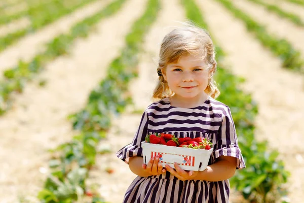 Portret Szczęśliwej Dziewczynki Zbierającej Jedzącej Zdrowe Truskawki Farmie Jagód Organicznych — Zdjęcie stockowe