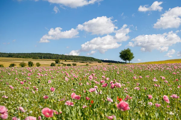 Панорама Поля Розового Кукурузного Мака Пейзаж Видом Летнюю Метель Германия — стоковое фото