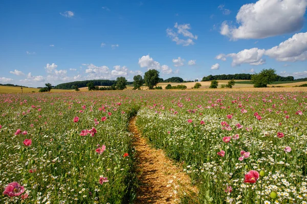 Panorama of a field of rose corn poppy. Beautiful landscape view on summer meadow. Germany