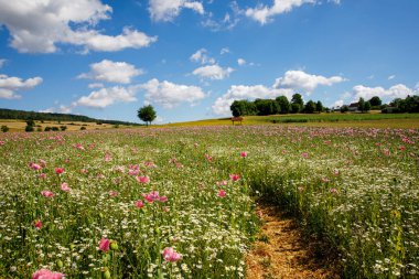 Yaz çiçekleriyle dolu bir arazi. Gökyüzü, patika, ağaçlar ve çiçek çayırı olan güzel bir manzara. Güneşli bir günde
