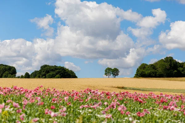 Panorama Campo Amapola Maíz Rosa Hermosa Vista Del Paisaje Prado —  Fotos de Stock