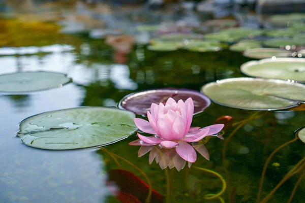 Pink lotus blossoms or water lily flowers blooming on pond.