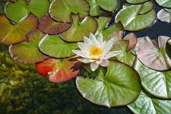 Fleurs Lotus Rose Fleurs Nénuphar Fleurissant Sur Étang — Photo