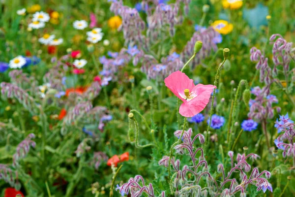 Különböző Nyári Virágok Közelsége Gyönyörű Virágzó Mezei Virágok — Stock Fotó