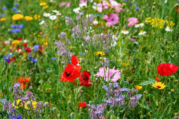 Gros Plan Différentes Fleurs Été Belles Fleurs Champ Floraison — Photo