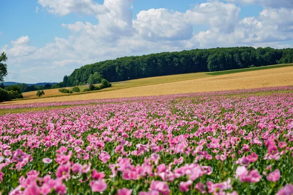 Панорама Поля Розового Кукурузного Мака Пейзаж Видом Летнюю Метель Германия — стоковое фото