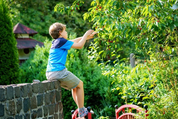 Happy Positive Preteen Boy Picking Cherry Berries Tree Domestic Garden — Foto Stock