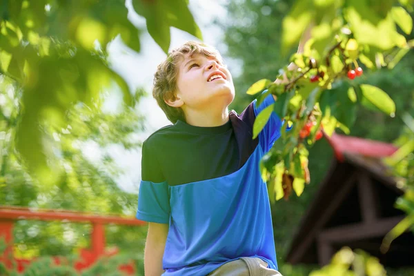 Feliz Menino Pré Adolescente Positivo Colhendo Bagas Cereja Árvore Jardim — Fotografia de Stock