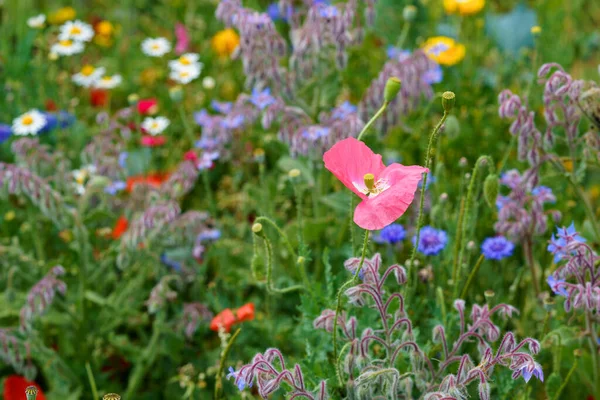 Closeup Different Summer Flowers Beautiful Blooming Field Flowers — 图库照片