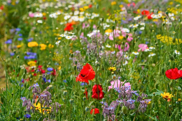 Detailní Záběr Různých Letních Květin Krásné Kvetoucí Pole Květiny — Stock fotografie