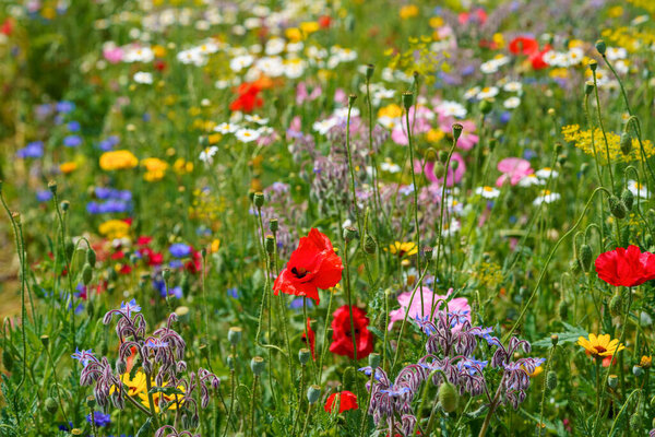 Closeup of different summer flowers. Beautiful blooming field flowers