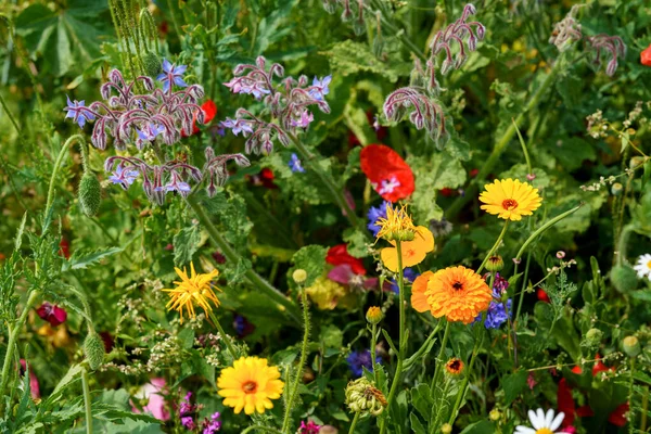 Nahaufnahme Verschiedener Sommerblumen Schöne Blühende Feldblumen — Stockfoto