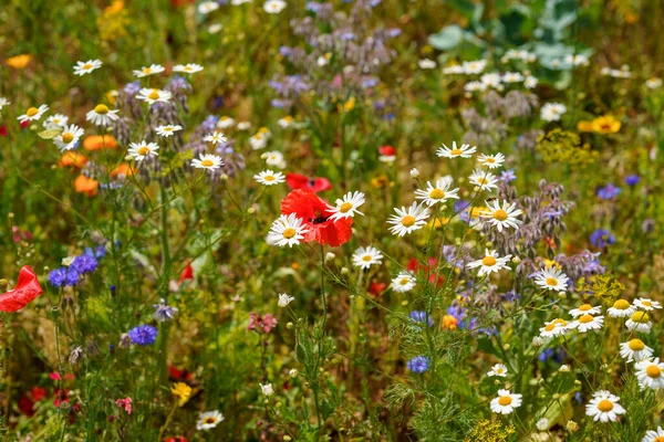 Primer Plano Diferentes Flores Verano Hermosas Flores Campo Flor — Foto de Stock