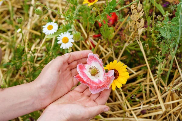 Gyermek Kéz Közelsége Különböző Nyári Virágokkal Gyönyörű Virágzó Mezei Virágok — Stock Fotó