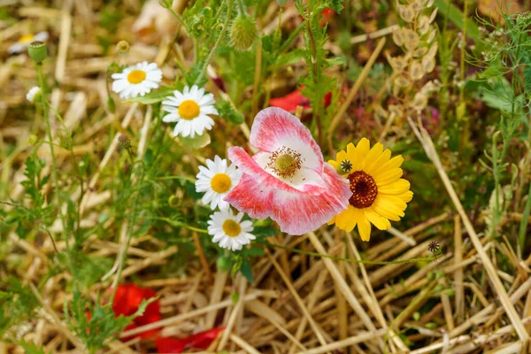 Closeup Different Summer Flowers Beautiful Blooming Field Flowers — Stock Photo, Image