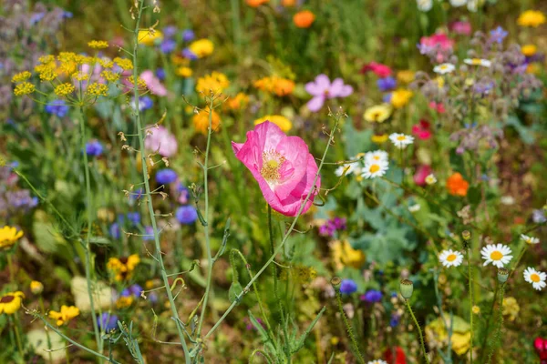 Különböző Nyári Virágok Közelsége Gyönyörű Virágzó Mezei Virágok — Stock Fotó