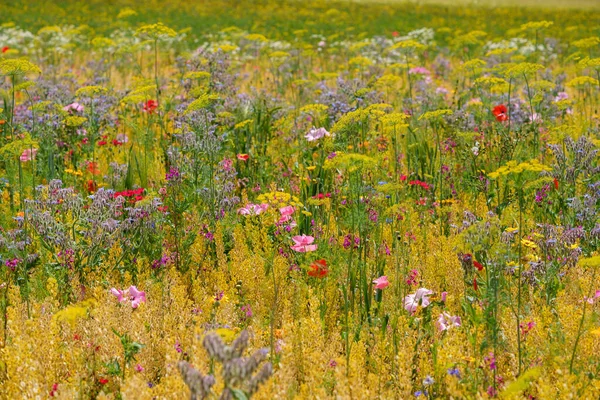 Paisaje Con Campo Con Flores Verano Hermosa Vista Con Cielo — Foto de Stock