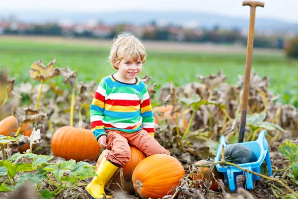 Adorable Little Kid Boy Picking Pumpkins Halloween Pumpkin Patch Child — Stock Photo, Image