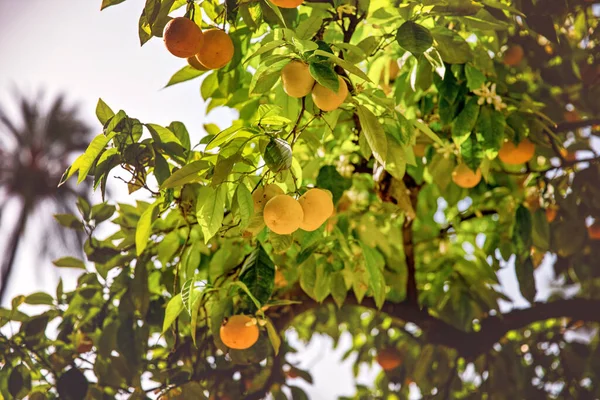 オレンジとレモンの木の枝に果物 アンダルシア スペイン セビリア — ストック写真