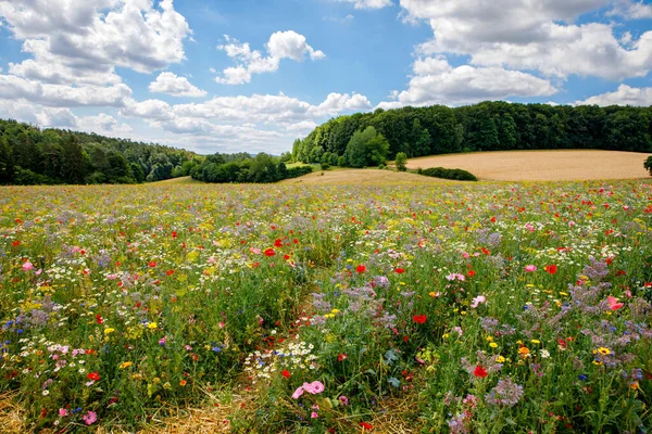 Landscape Field Summer Flowers Beautiful View Sky Path Trees Wildflower — Stockfoto