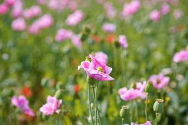 Gül mısır haşhaşı tarlası manzarası. Yaz otlağının manzarası çok güzel. Almanya