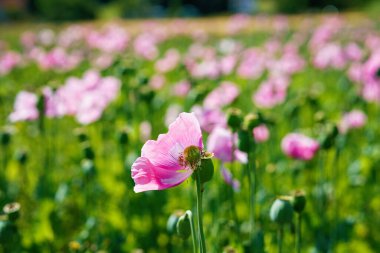 Gül mısır haşhaşı tarlası manzarası. Yaz otlağının manzarası çok güzel. Almanya