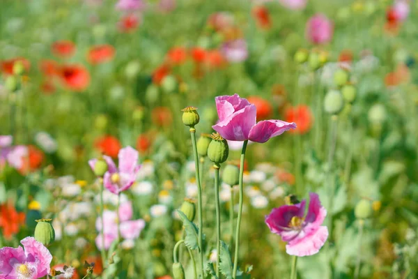 Panorama of a field of rose corn poppy. Beautiful landscape view on summer meadow. Germany