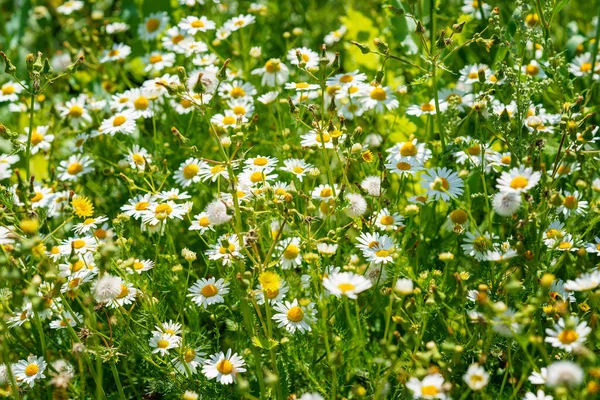 Panorama Field Daisy Flowers Beautiful Landscape View Summer Meadow Germany — Stock Photo, Image